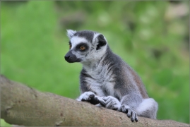 <p>LEMUR KATA (Lemur catta) ZOO Ústí nad Labem</p>